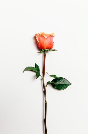Top view of rose over plain background