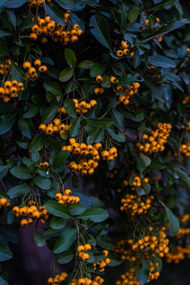 Ripe yellow rowan berries