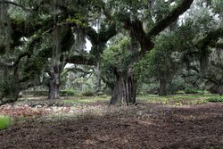 Spanish moss-draped oaks at Brookgreen Gardens, Murrells Inlet, South Carolina DbG1X5