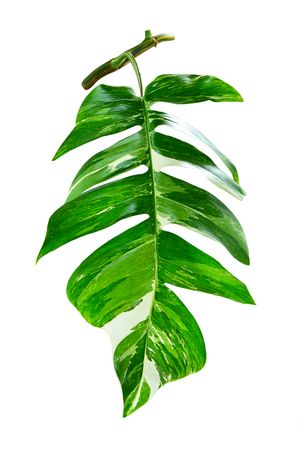 Green Leaf Epipremnum pinnatum