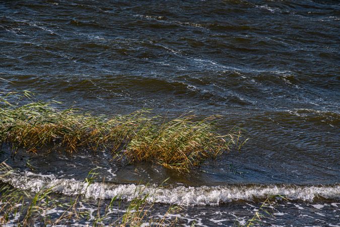 Cane plant on the Lisi lake