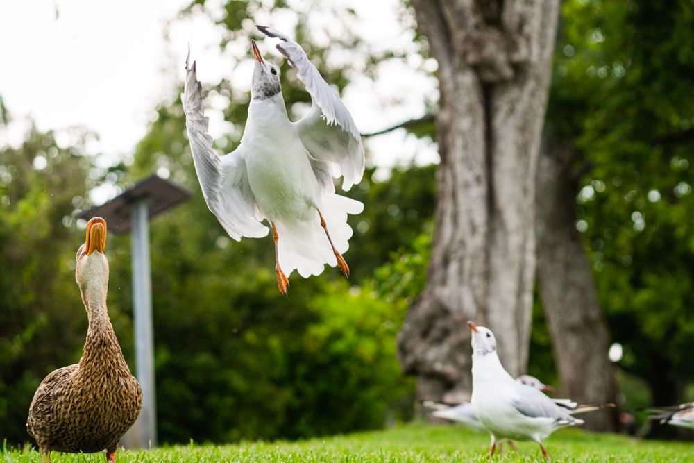 Duck and Eurasian gull on green grass
