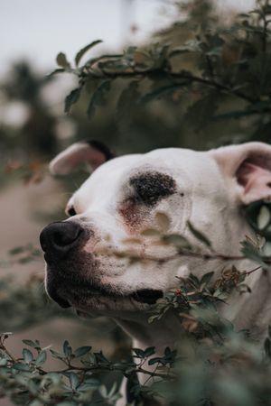 Happy amstaff dog spending time in street