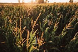Woman in field ears of wheat on field on sunny day