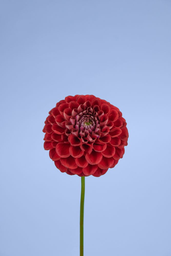Dahlia bright red Mexican flower