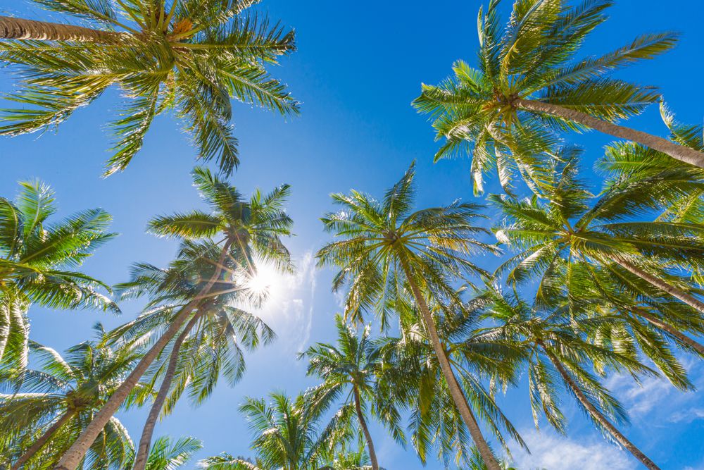 Looking up at palm tree canopy
