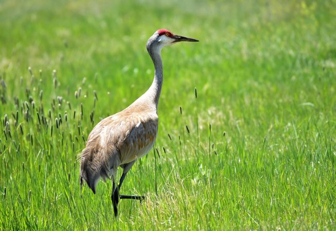 Side view of greater sandhill crane