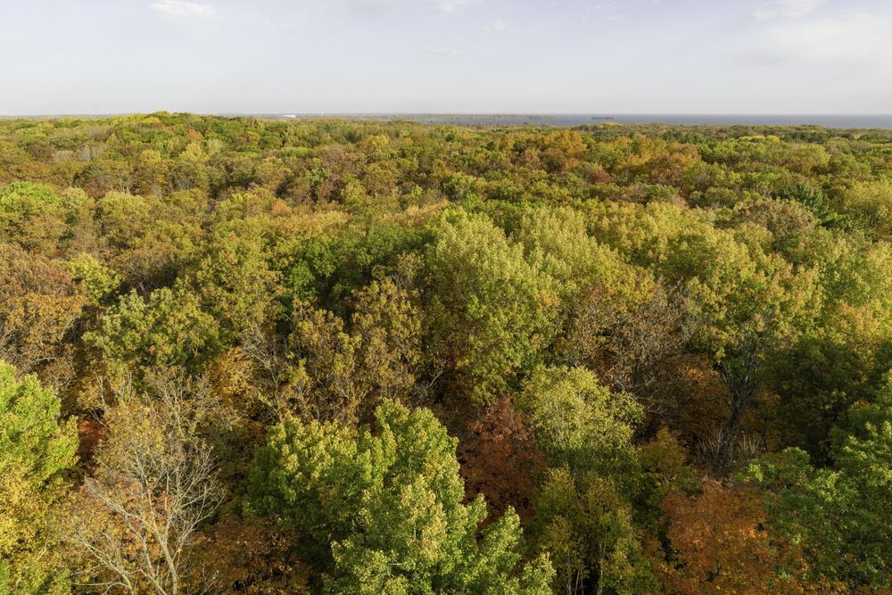 View from the Kathio Observation Tower at Mille Lacs Kathio State Park in Minnesota