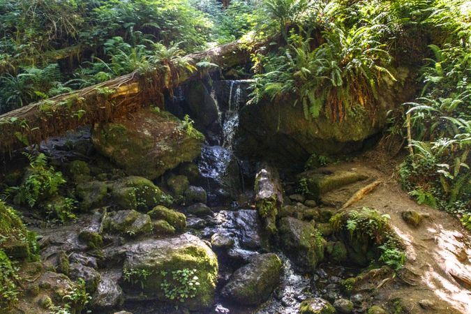 Small waterfall in lush forest