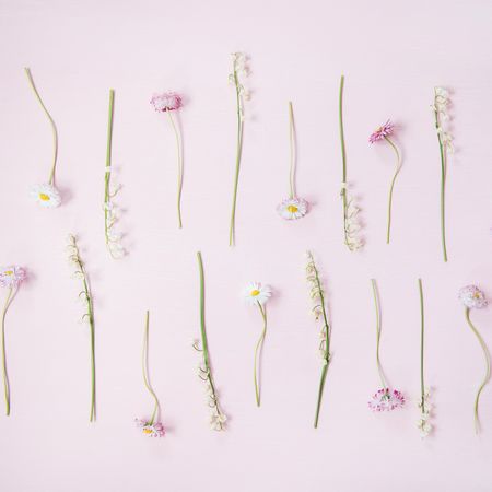 Lily of the valley flowers and daisies in delicate rows over pastel powder pink, square crop