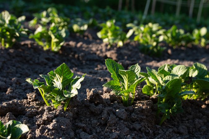 Potato Plants in Eco Garden