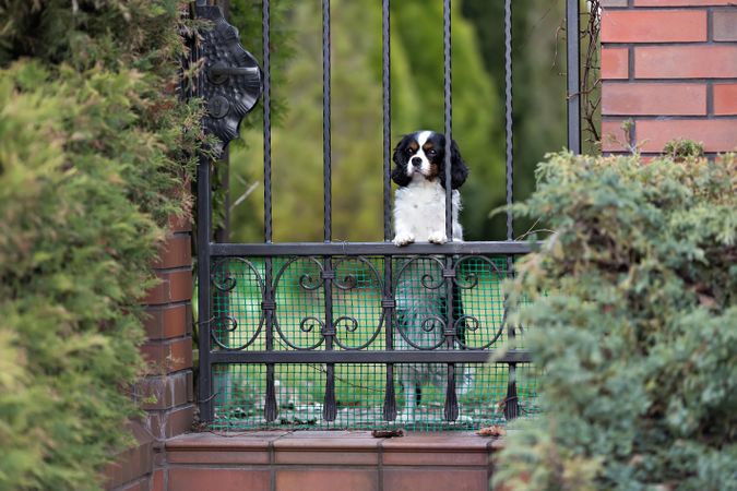 Curious cavalier spaniel behind a fence