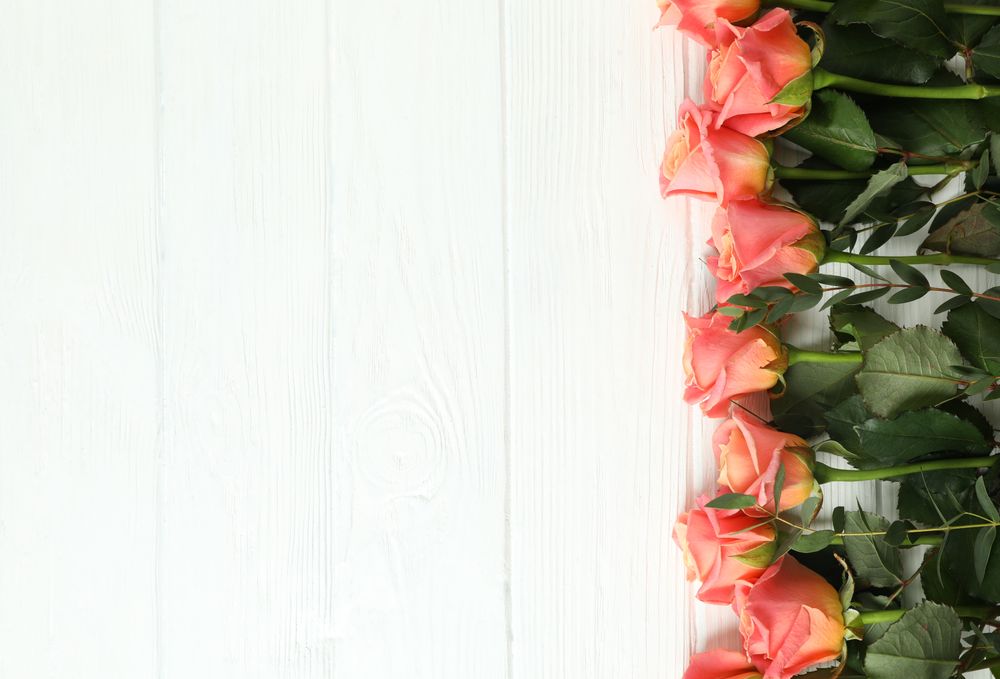 Beautiful orange roses on neutral background, space for text