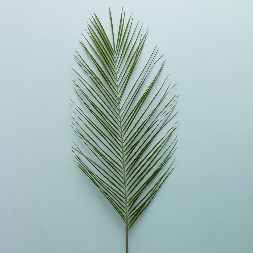 Palm leaf on blue background