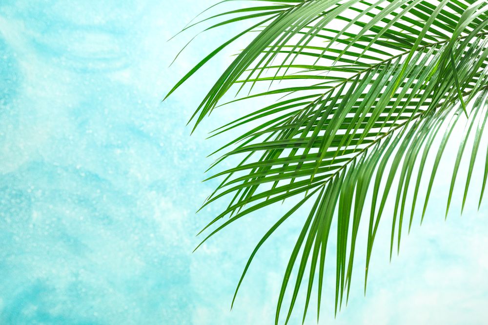 Beautiful palm leaves on light background, space for text. Exotic plant