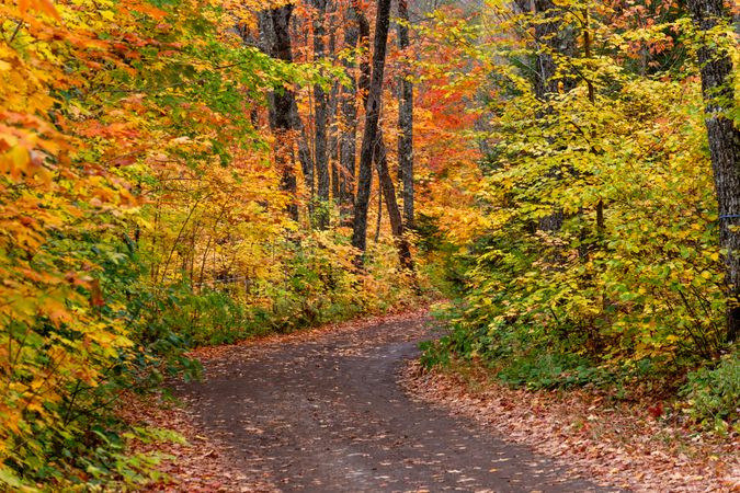Red & yellow trees around rural road
