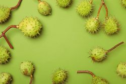 Fresh and ripe chestnuts, space for text