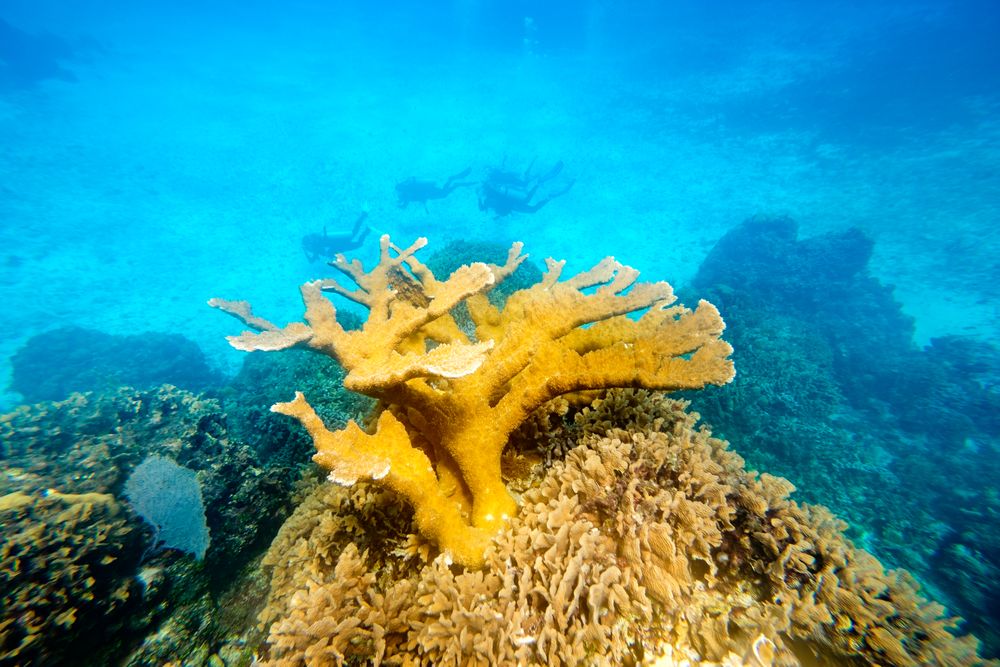 Yellow curve coral under sea
