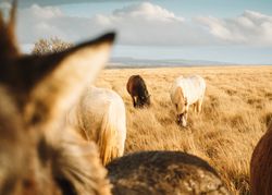 Horses pasturing on field in sunny day