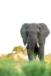 Gray elephant on green field