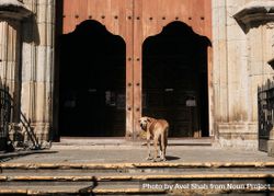 Dog looking around in front of large doors 0vl9o4