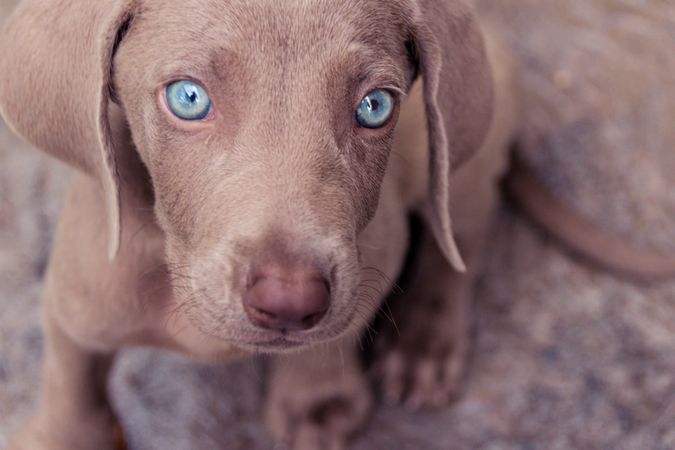 Brown dog with blue eyes on brown sand