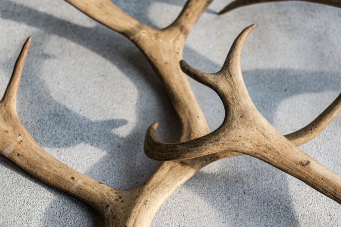 Deer antlers on concrete background