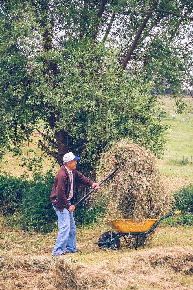 Mature man filling wheelbarrow of hay with pitchfork