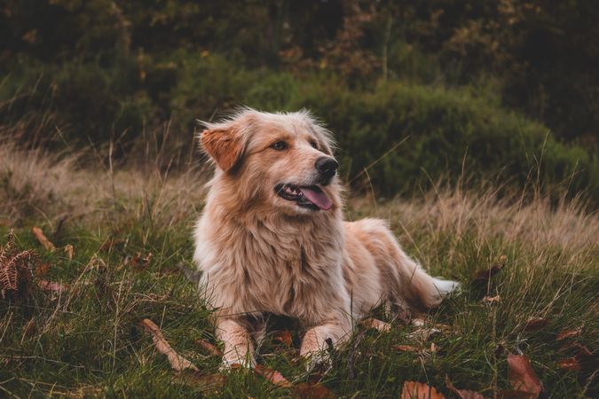 Golden retriever sitting on green grass field during daytime