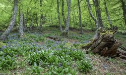 Flowers growing in spring forest