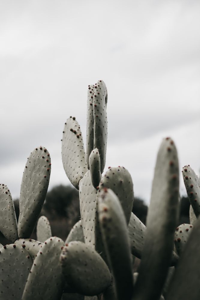 Cactus with small thorns