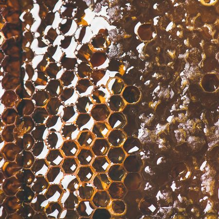 Close up, square crop of honeycomb