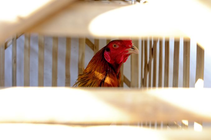 Rooster in wooden cage