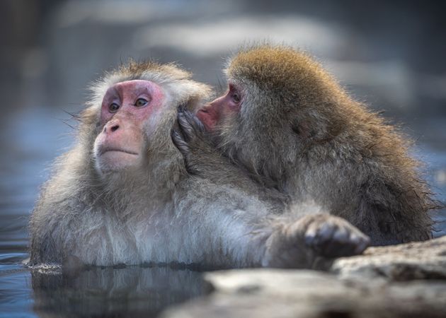 Two brown monkeys hugging