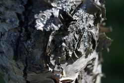 Cork on birch in forest