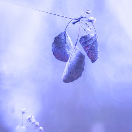 Tender dry leaves in blue light effect