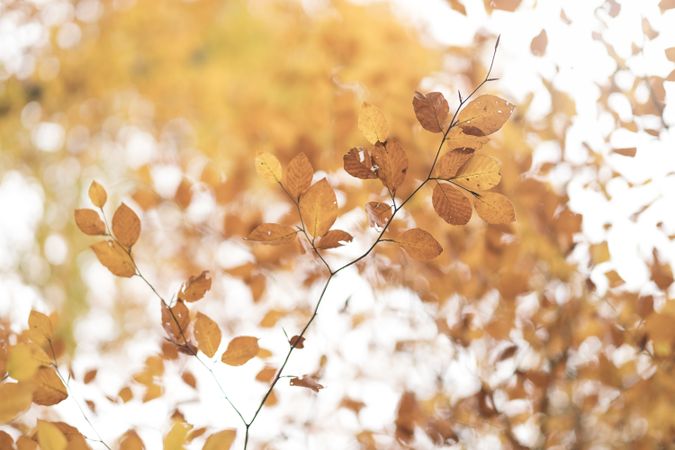 Autumnal leaves in sunlight