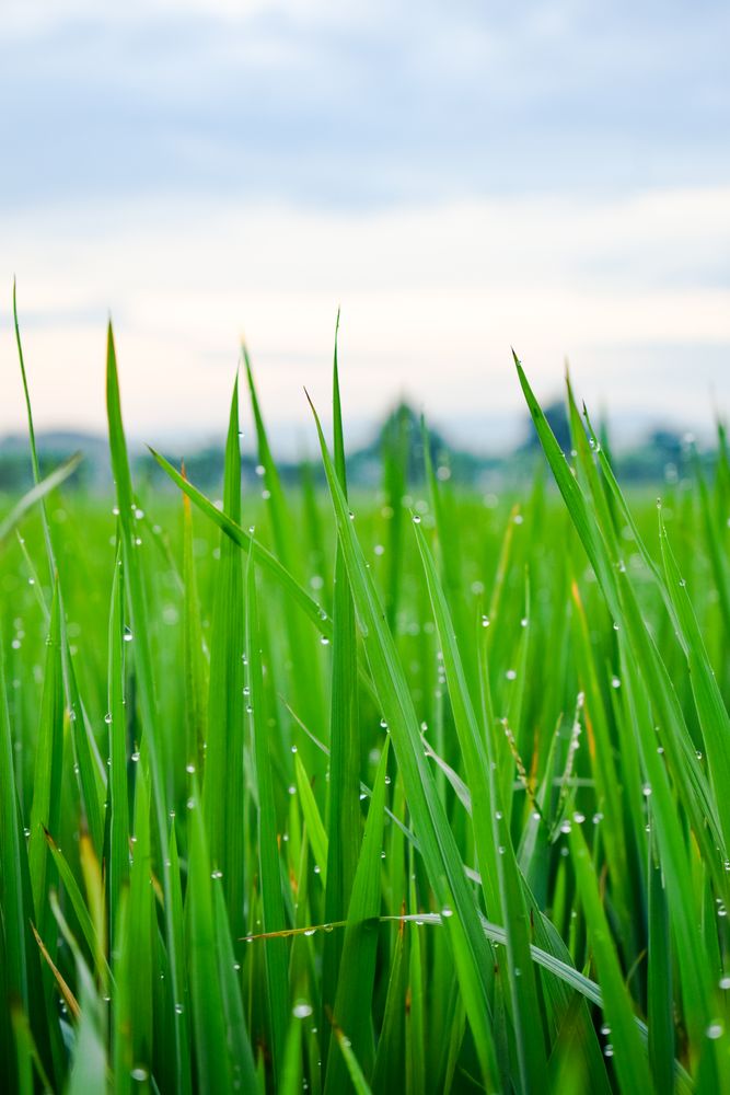 Close up of long green grass with dew