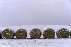 Hay in a snowy field on a winter day