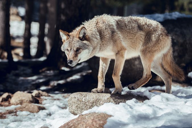 Wolf on hill near stones and snow
