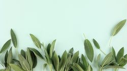 Bunch of fresh organic sage on green background