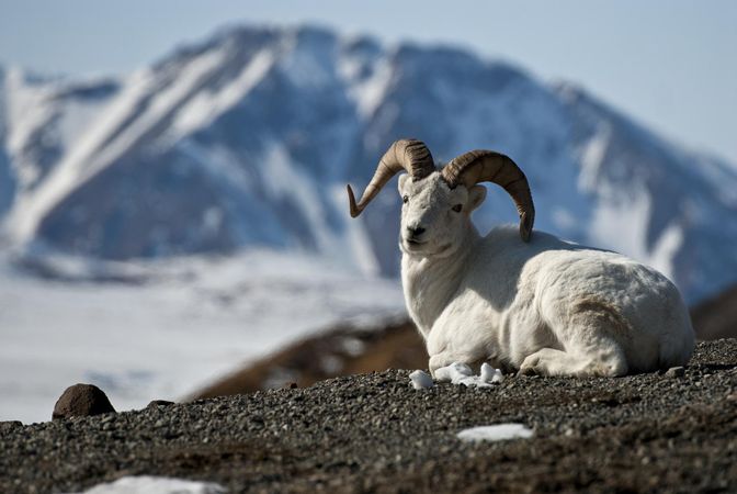 Dall sheep sitting on a mountain