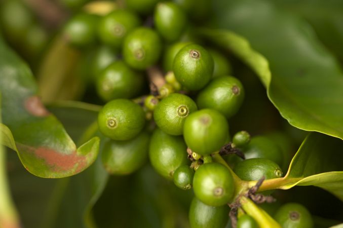 Coffee Beans on the Branch