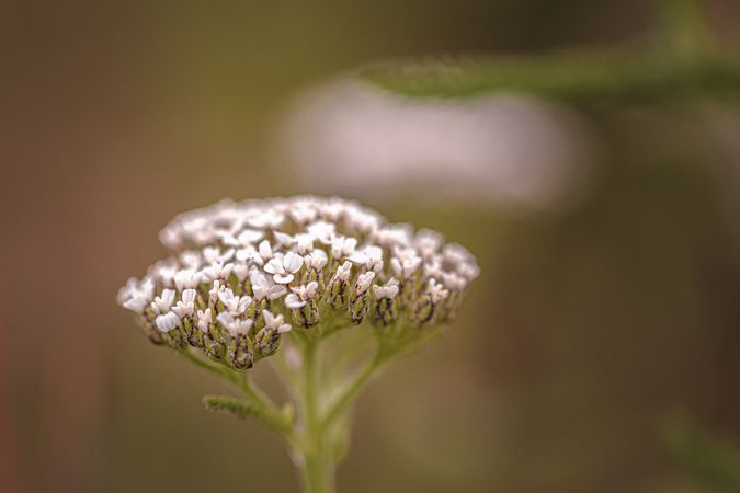 Side view of queen’s Anne’s lace flowers