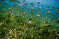 Exotic fish swimming in ocean