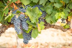 Vineyard with Lush, Ripe Wine Grapes on the Vine Ready for Harvest