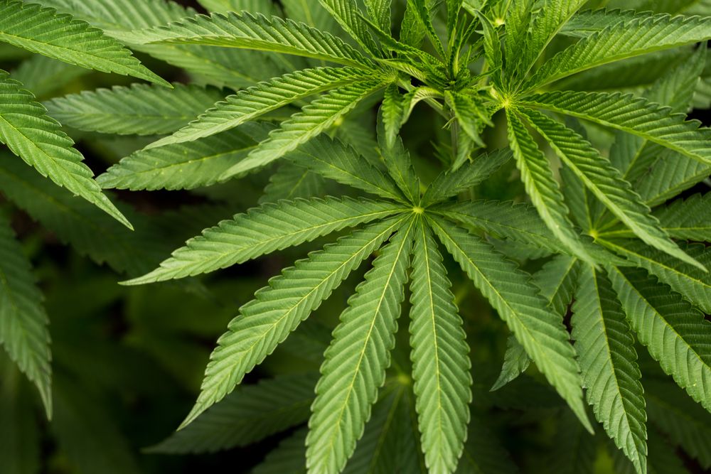 Close up of marijuana leaves