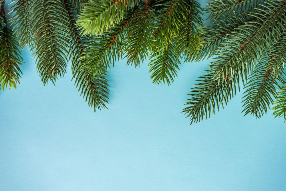 Christmas festive concept of branches on blue background
