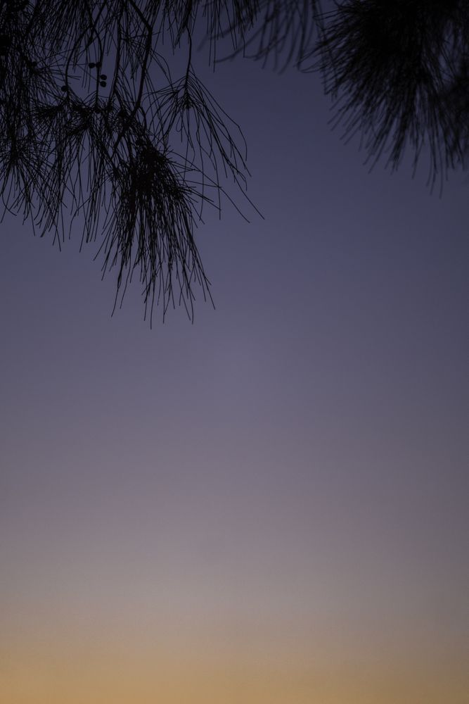 Sunset with tree branches at the top