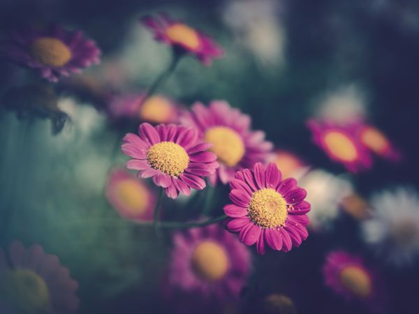 Pretty flower growing in garden